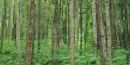boreal forest boreal forest